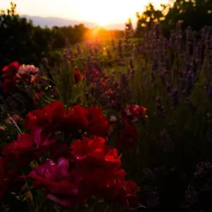 Podere Luisa Alloggio per agriturismo